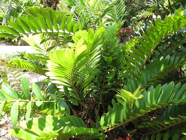 Zamioculcas zamiifolia