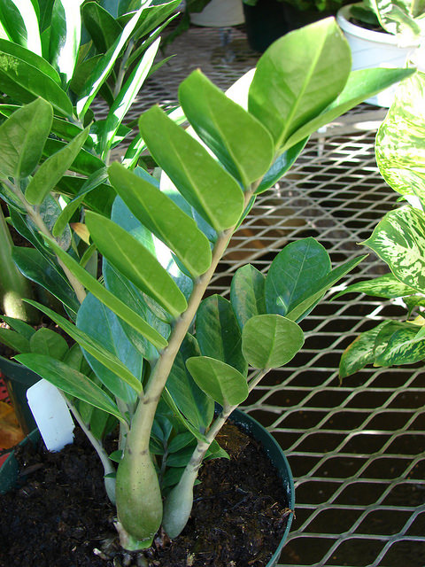 Zamioculcas zamiifolia