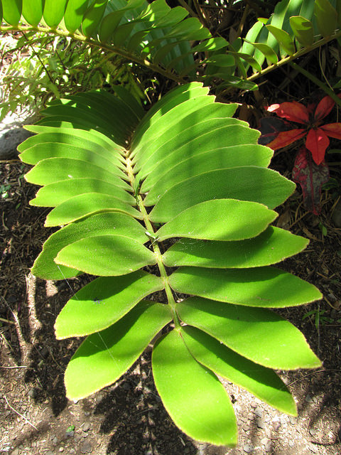 Zamioculcas zamiifolia