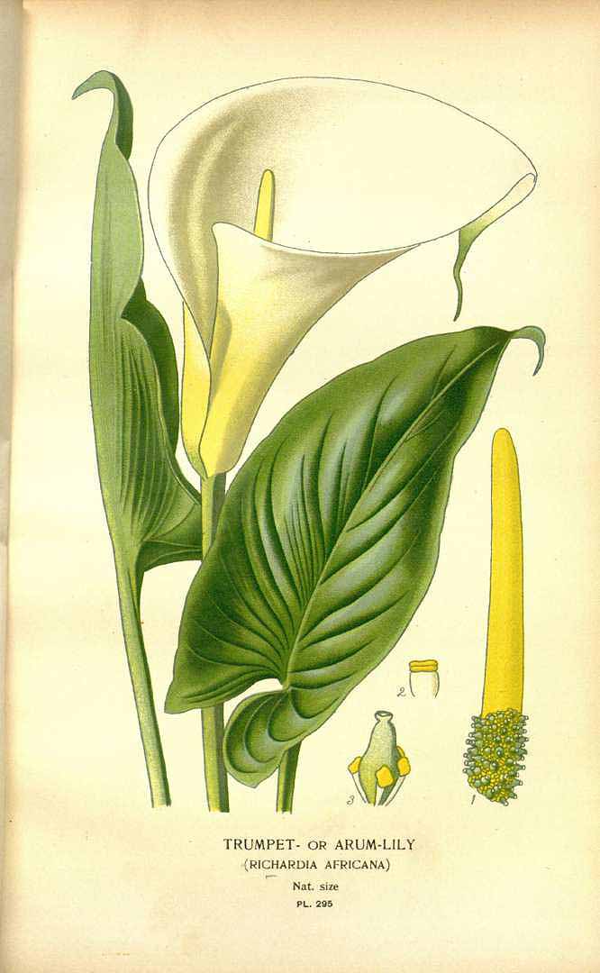 Zantedeschia aethiopica