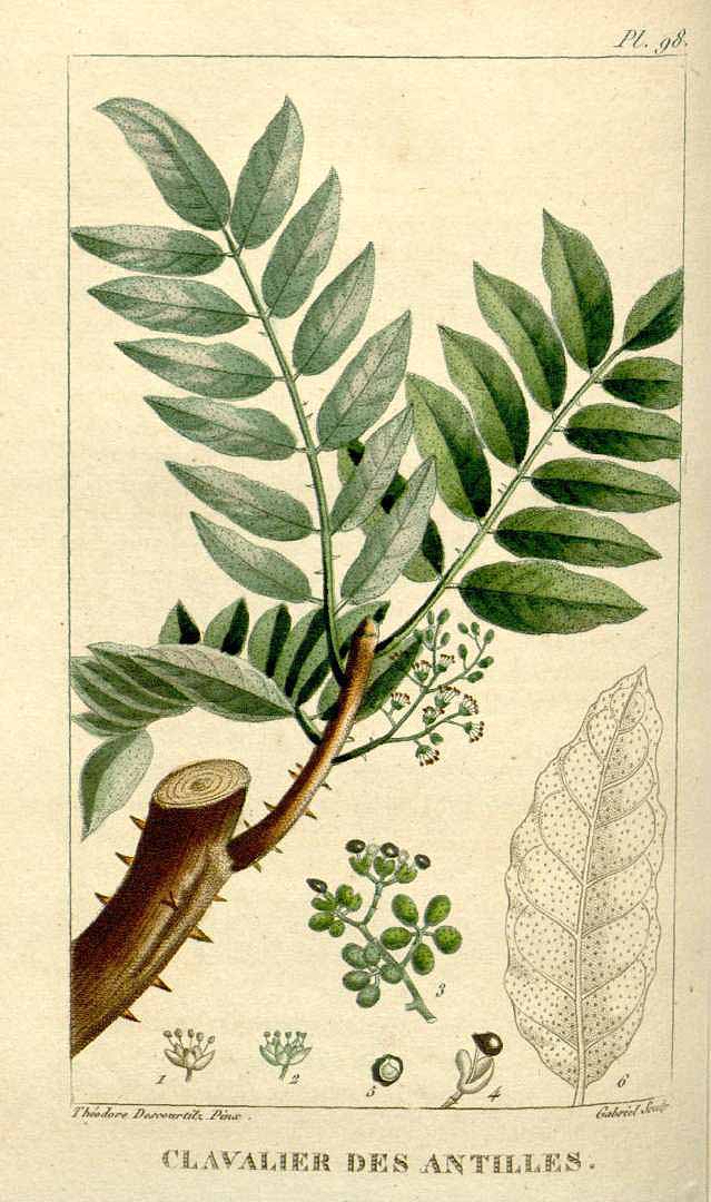 Zanthoxylum caribaeum