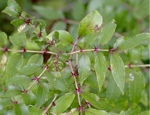 Zanthoxylum clava-herculis