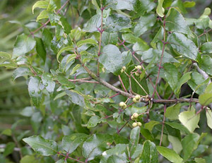 Zanthoxylum clava-herculis