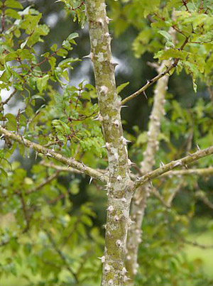 Zanthoxylum clava-herculis