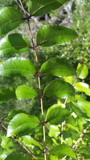 Zanthoxylum clava-herculis