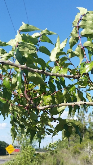 Zanthoxylum clava-herculis