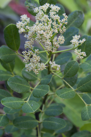 Zanthoxylum coriaceum