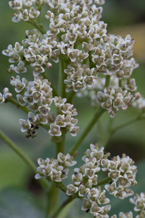 Zanthoxylum coriaceum