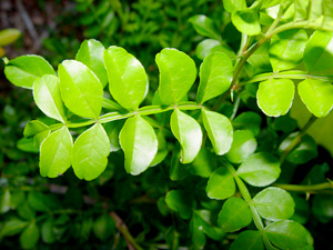 Zanthoxylum fagara