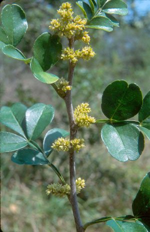 Zanthoxylum fagara