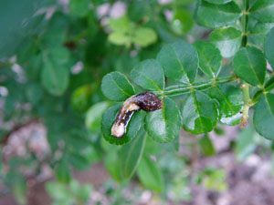 Zanthoxylum fagara