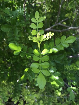 Zanthoxylum fagara