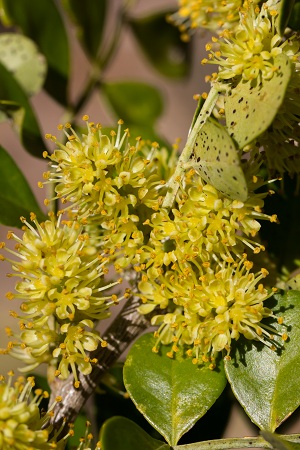 Zanthoxylum fagara