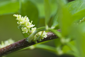 Zanthoxylum fagara