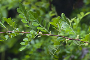 Zanthoxylum fagara