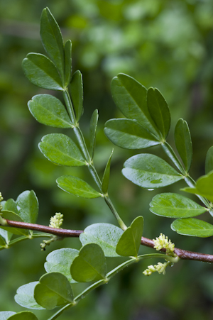 Zanthoxylum fagara