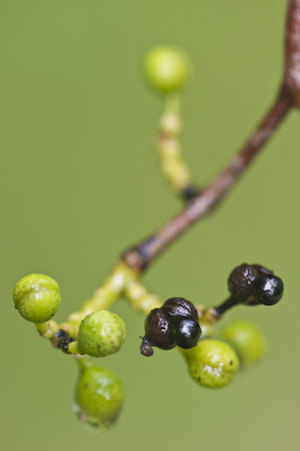 Zanthoxylum fagara