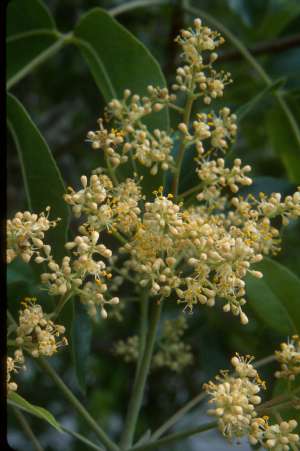 Zanthoxylum flavum