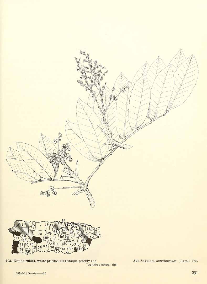 Zanthoxylum martinicense