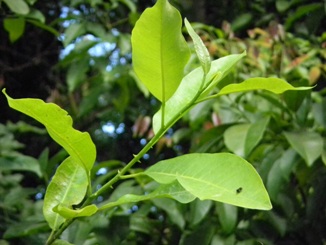 Zanthoxylum monophyllum
