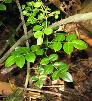 Zanthoxylum thomasianum