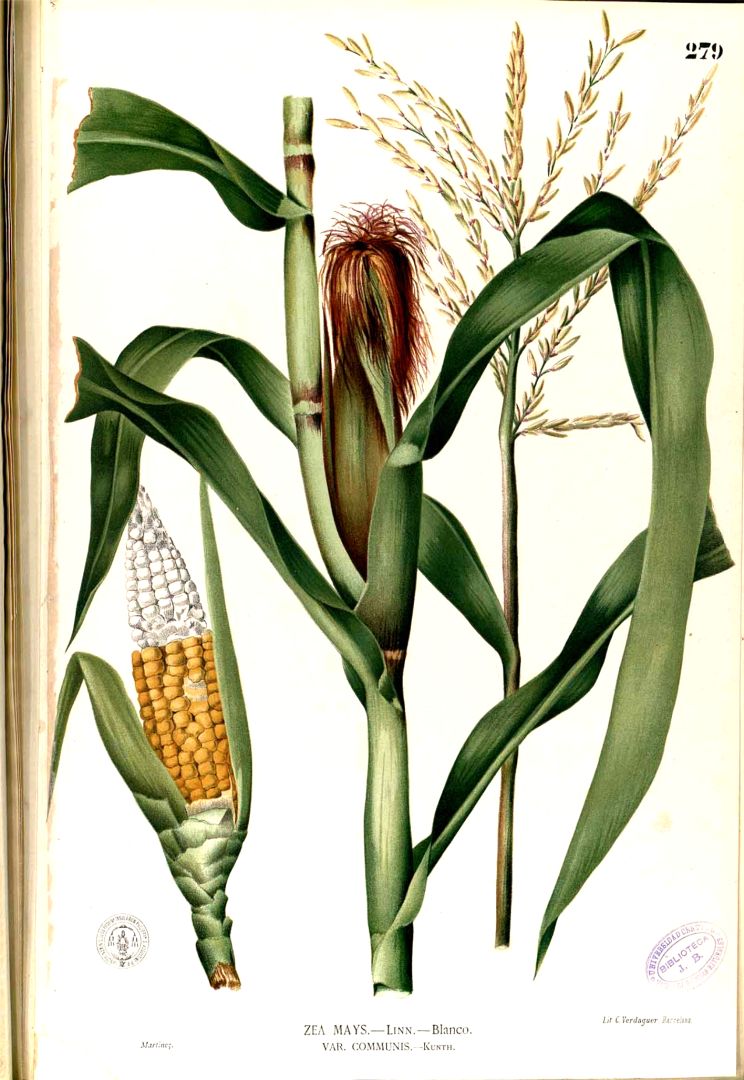 Zea mays