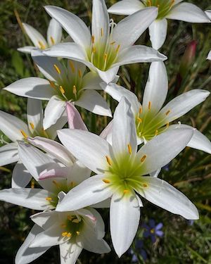 Zephyranthes atamasca