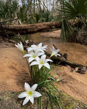 Zephyranthes atamasca