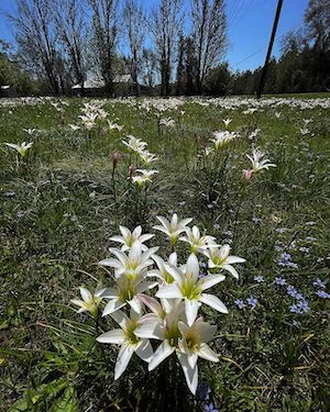 Zephyranthes atamasca