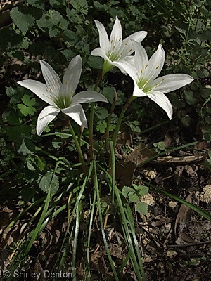 Zephyranthes atamasca