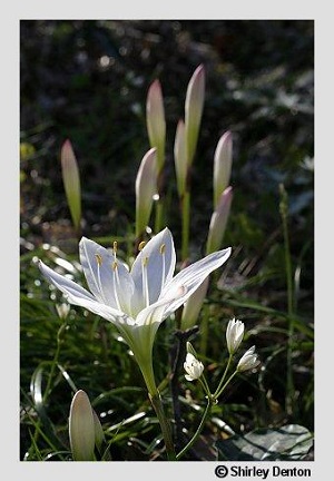 Zephyranthes atamasca