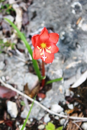 Zephyranthes bifolia