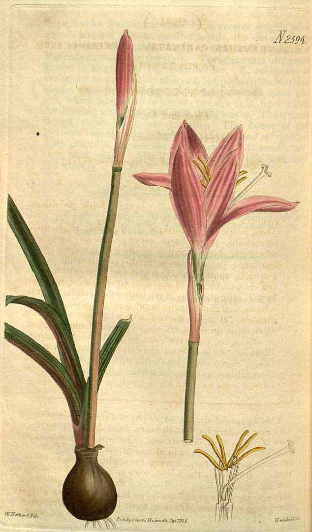 Zephyranthes carinata