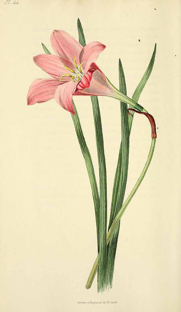 Zephyranthes carinata