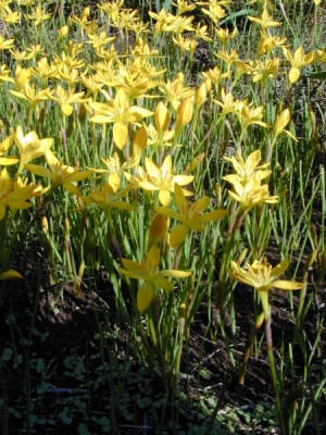 Zephyranthes citrina