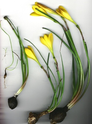 Zephyranthes citrina