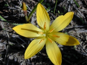 Zephyranthes citrina