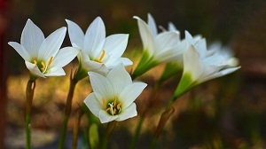 Zephyranthes puertoricensis