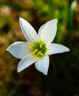 Zephyranthes puertoricensis