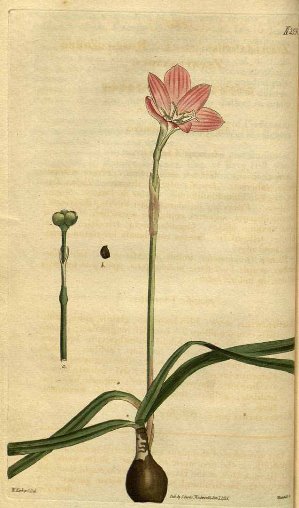 Zephyranthes rosea