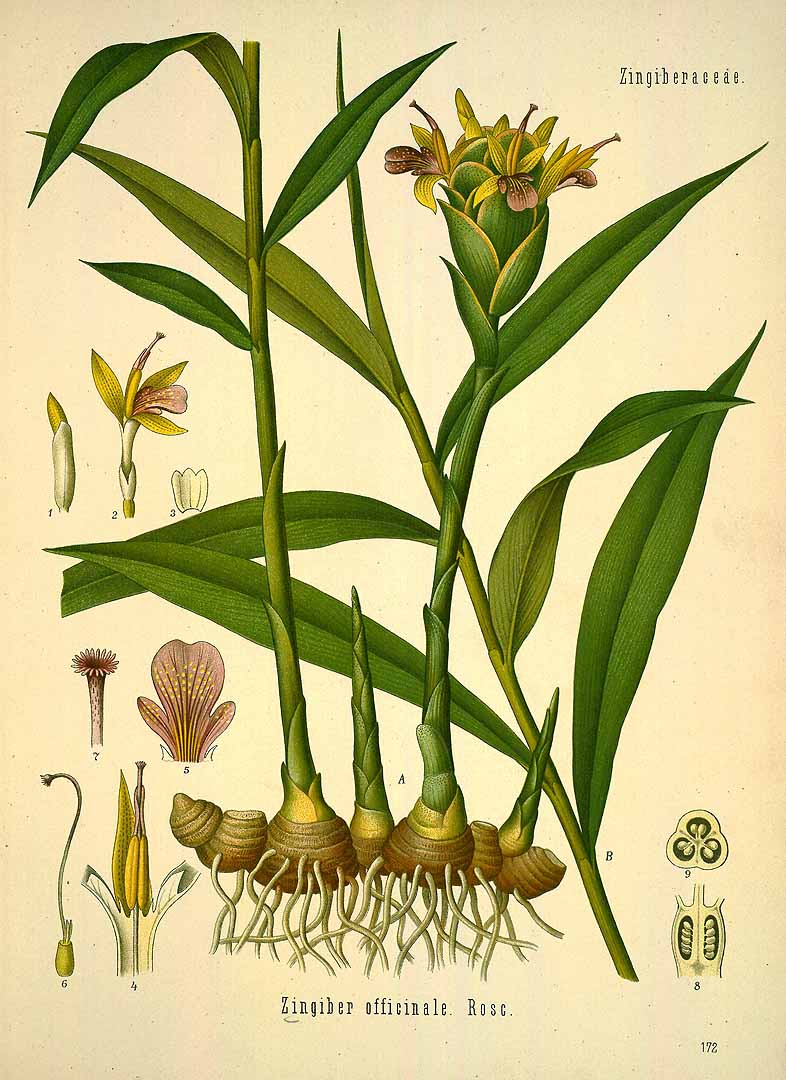 Zingiber officinale