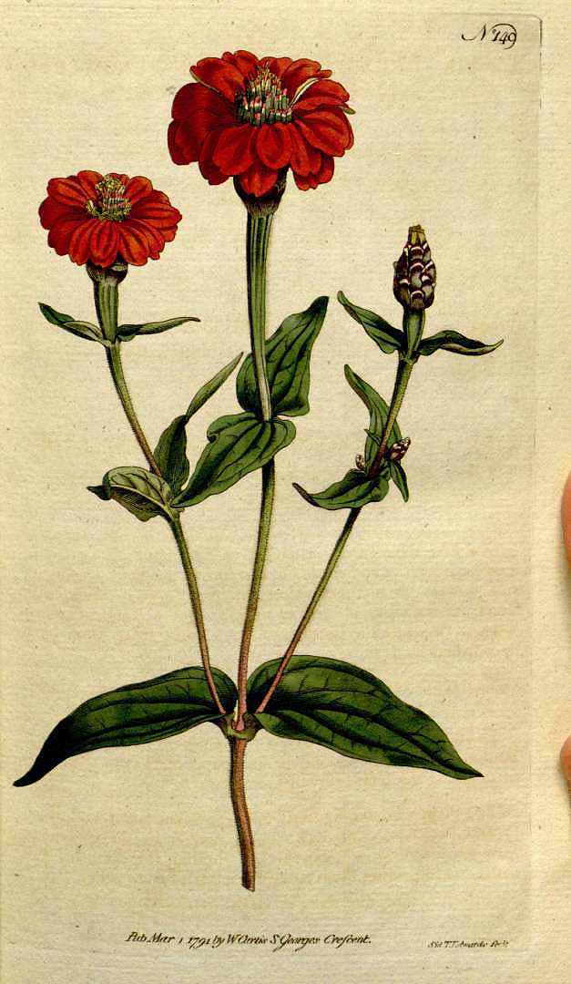 Zinnia peruviana