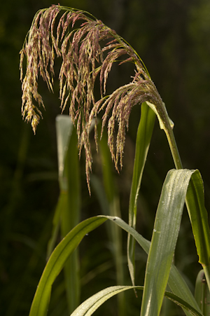 Zizaniopsis miliacea