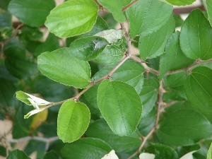 Ziziphus mauritiana