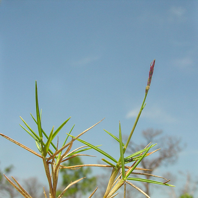 Zoysia japonica