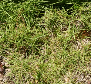 Zoysia matrella