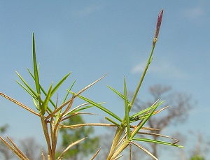 Zoysia matrella