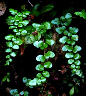 Anemia portoricensis