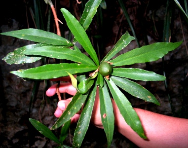 Brunfelsia portoricensis