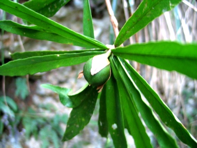 Brunfelsia portoricensis